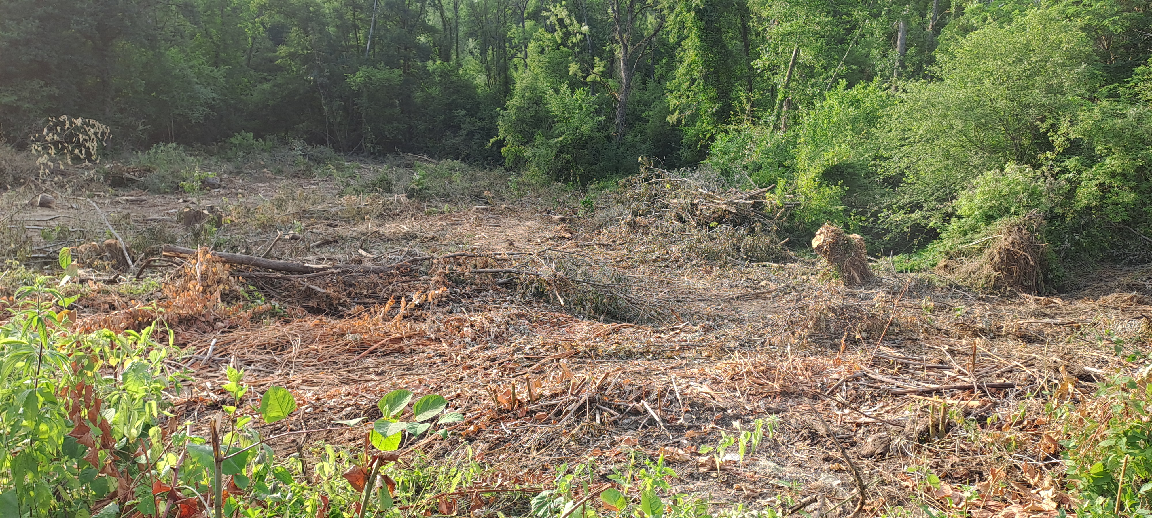 🌲 Coupe rase des bois communaux : Chronologie d'un passage en force environnemental et réglementaire
